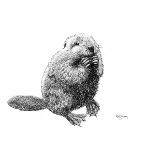 Beaver Illustration - "Social Animal" Collection